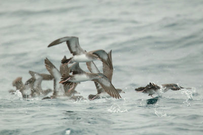 Pink-footed Shearwaters, taking off
