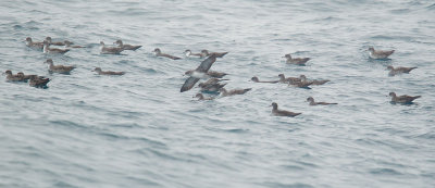 Pink-footed Shearwaters plus one Buller's