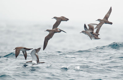 Pink-footed Shearwaters plus one Buller's, flying
