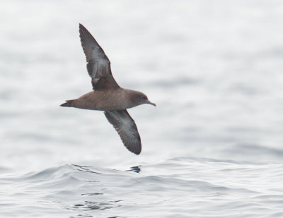 Sooty Shearwater