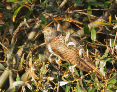 Common Cuckoo