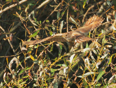 Common Cuckoo, flying