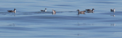 Buller's and Pink-footed Shearwaters