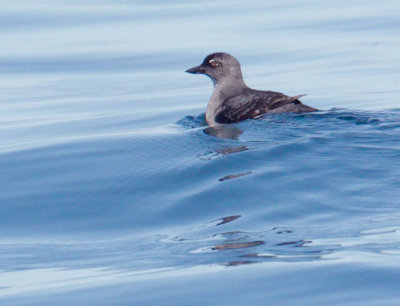 Cassin's Auklet