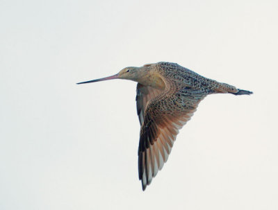 Marbled Godwit