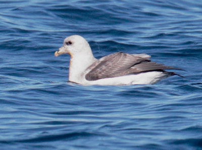 Northern Fulmar, light morph