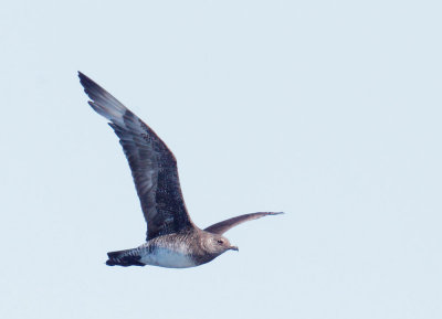 Pomarine Jaeger, immature