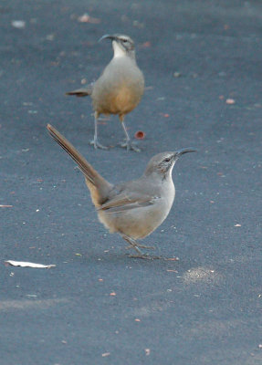 California Thrashers,  just before battle