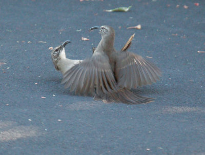 California Thrashers, fighting