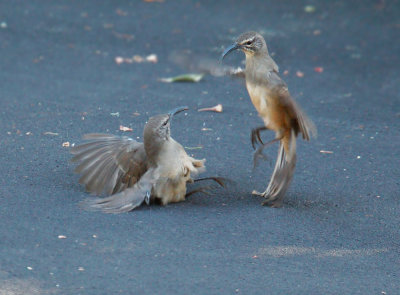 California Thrashers, fighting