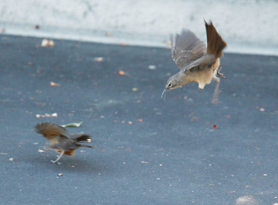 California Thrashers, end of fight