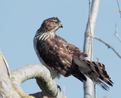 Cooper's Hawk, juvenile