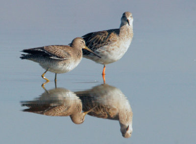 Ruff, adult male, with Dowitcher
