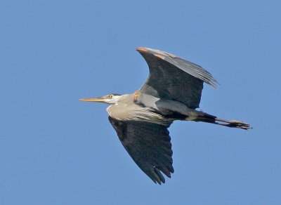 Great Blue Heron, flying
