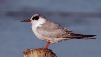 Forster's Tern, juvenile