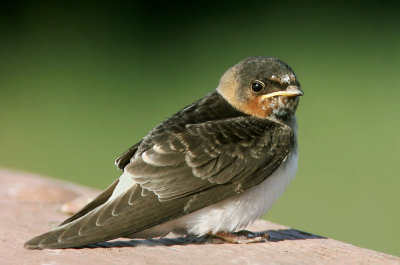 Cliff Swallow, juvenile