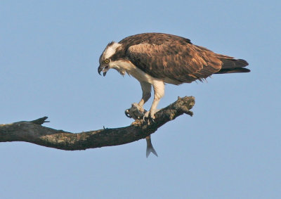 Osprey with fish