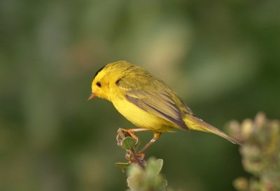 Wilsons Warbler, male