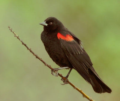 Red-winged Blackbird, bicolored male