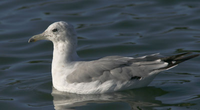 California Gull, third summer