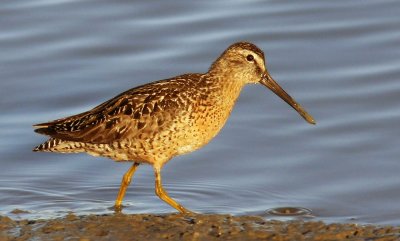 Short-billed Dowitcher, fall breeding plumage