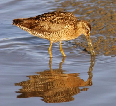 Dowitcher sp, fall breeding plumage