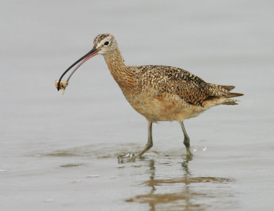 Long-billed Curlew, with crustacean