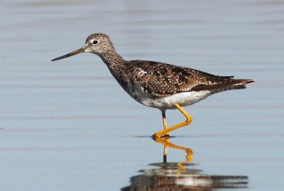 Greater Yellowlegs, breeding plumage