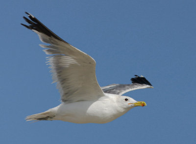 California Gull