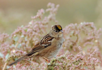 Golden-crowned Sparrow, winter