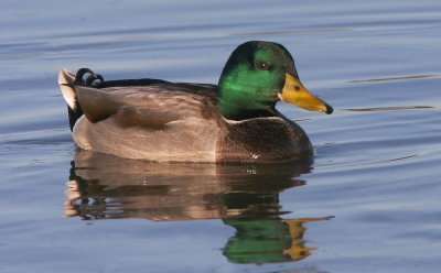 Mallard, male