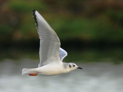 Bonaparte's Gull, winter