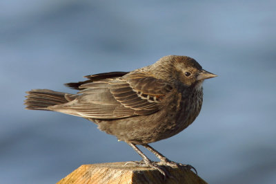 Red-winged Blackbird, bicolored female