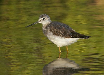 Greater Yellowlegs, first winter