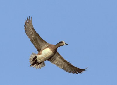 American Wigeon, male flying