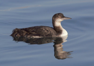 Common Loon, winter plumage