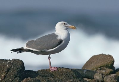 Western Gull, third winter