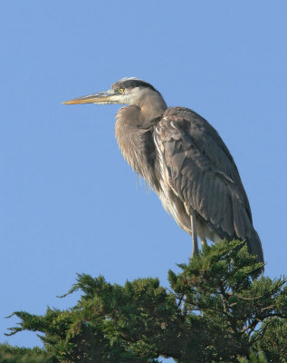 Great Blue Heron