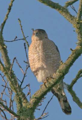 Cooper's Hawk