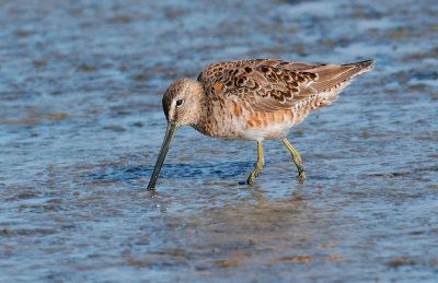 Long-billed Dowitcher, spring breeding plumage