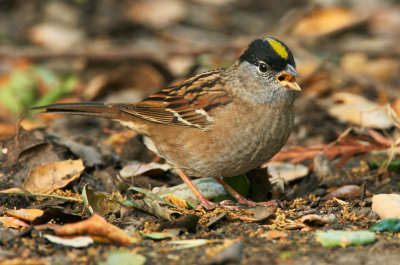 Golden-crowned Sparrow, breeding