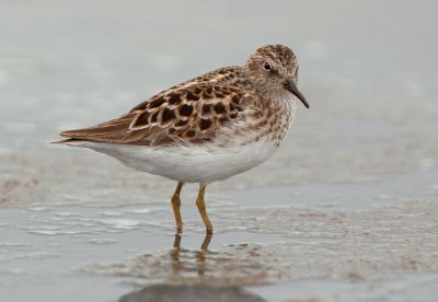 Least Sandpiper, breeding plumage spring