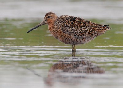 Short-billed Dowitcher, spring breeding plumage