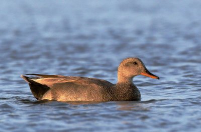 Gadwall, male