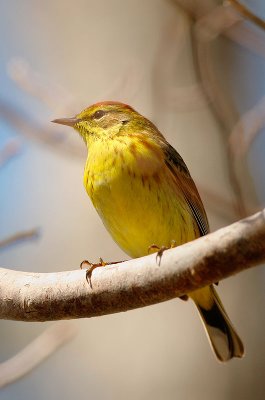 Palm Warbler, eastern