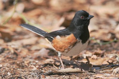 Eastern Towhee