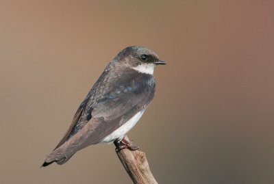 Tree Swallow, juvenile