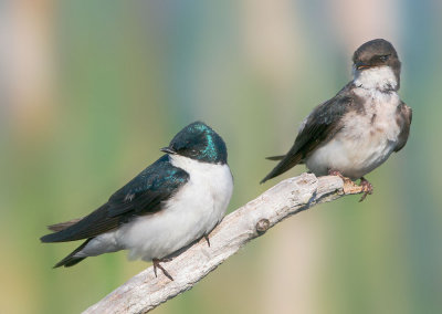 Tree Swallows, adult and juvenile