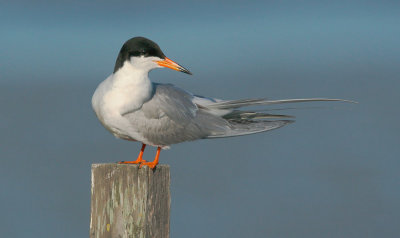 Forsters Tern, adult