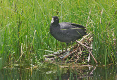American Coot, at nest